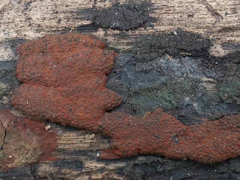 Hypoxylon rubiginosum